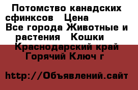 Потомство канадских сфинксов › Цена ­ 15 000 - Все города Животные и растения » Кошки   . Краснодарский край,Горячий Ключ г.